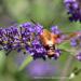 View the image: Hummingbird moth hovering