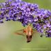 View the image: Hummingbird moth hovers and sips