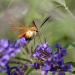 View the image: Hummingbird moth obscured