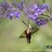 View the image: Hummingbird moth snack