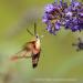 View the image: Hummingbird moth taking a drink