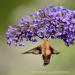 View the image: Hummingbird moth wingbeats