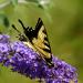 View the image: Papilio cresphontes