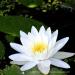 View the image: Perfect water lily