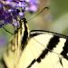 View the image: Swallowtail detail
