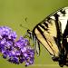 View the image: Swallowtail wings
