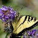 View the image: Swallowtail wingspan