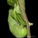 View the image: Tiger swallowtail caterpillar
