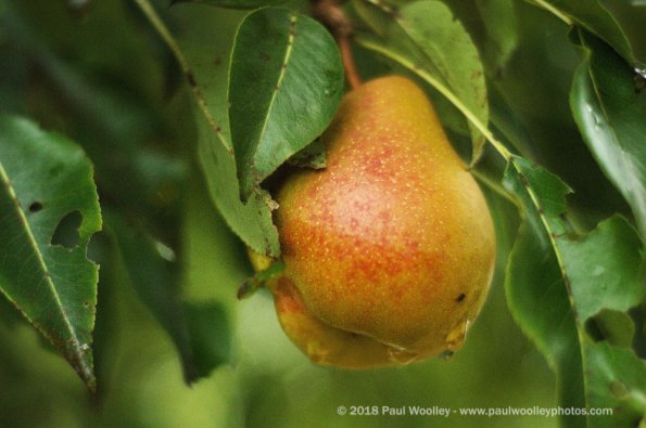 Pear Ripening